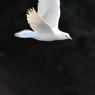 bird in flight