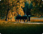 mellow cover